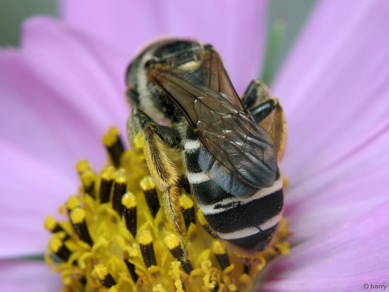 Hymenoptera